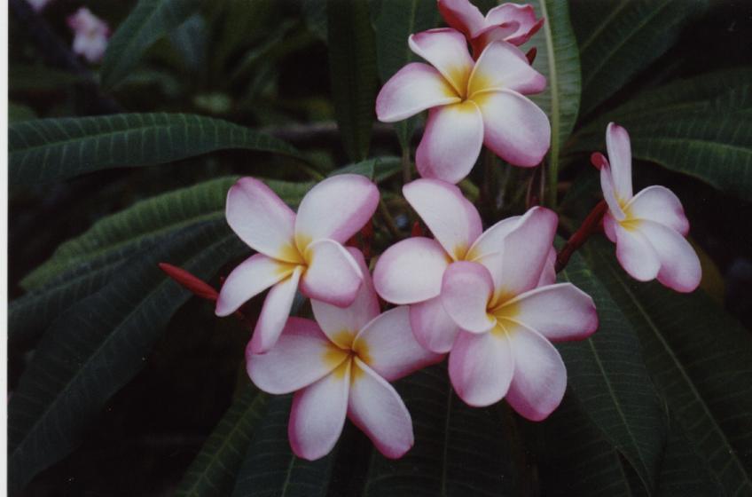 plumeria2001.jpg