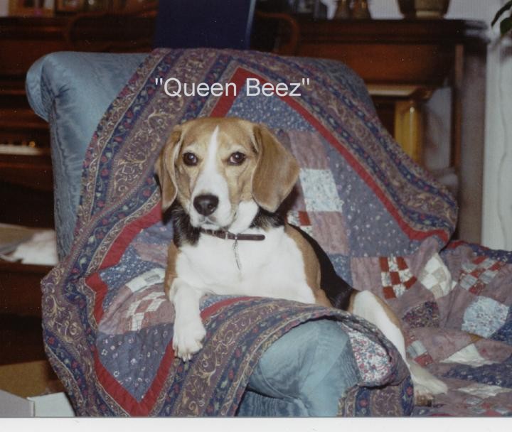 queenbeez.jpg